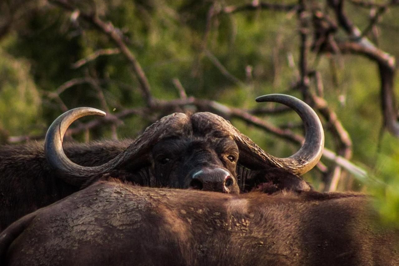 Mpeti Lodge Mkuze Luaran gambar